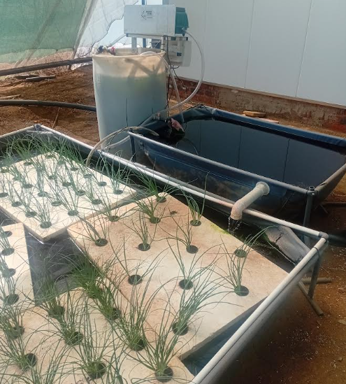 Tea-bag mineraliser, sump tank and planted raft raceway