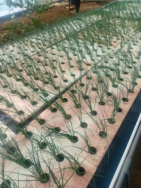 CMES Bio raft grow beds in production