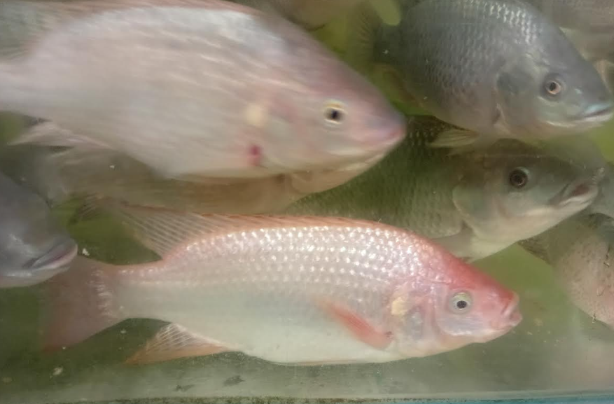 Red and blue Mozambique tilapia breeding group