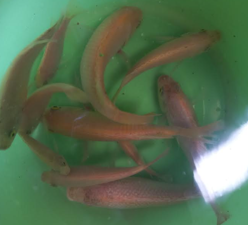 Selected SAIMT red Mozambique tilapia broodstock