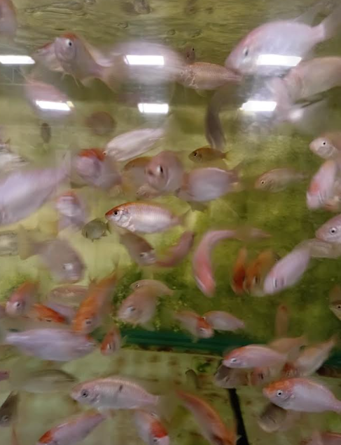 Developing SAIMT red Mozambique tilapia population