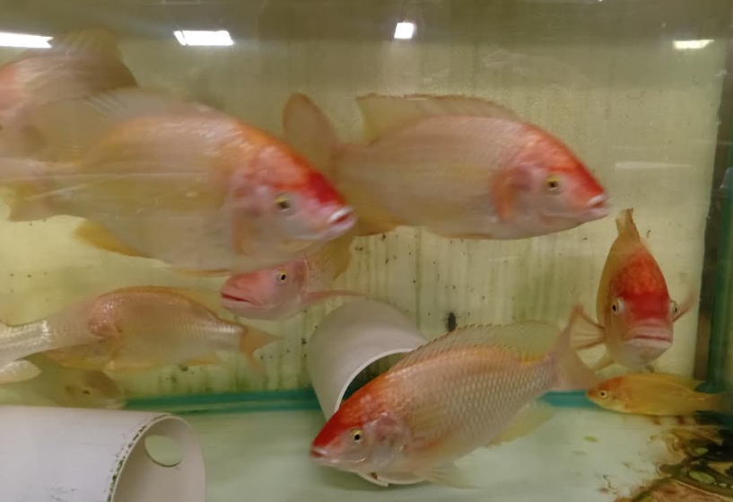SAIMT red Mozambique tilapia breeding group