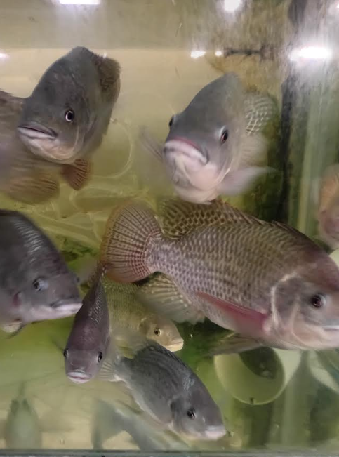 Mature SAINT Nile tilapia broodstock group