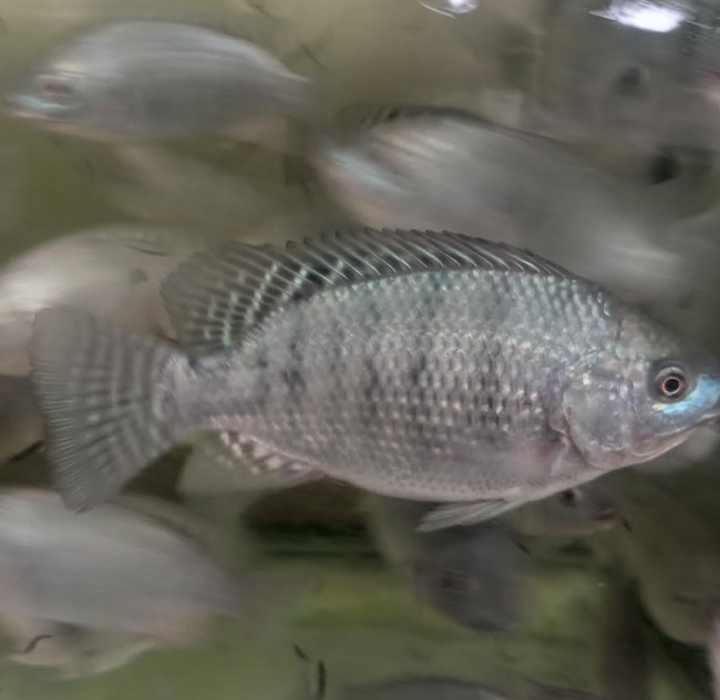 Selected SAINT Nile tilapia showing deep body form and strong phenotype
