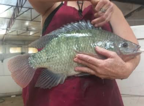 Large mature SAINT Nile tilapia showing body depth