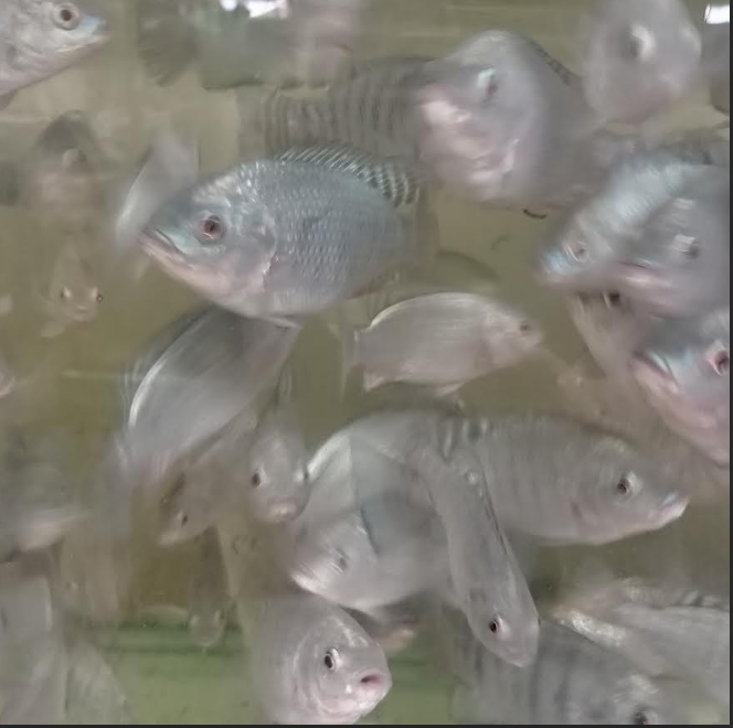 Young SAINT Nile tilapia selection group