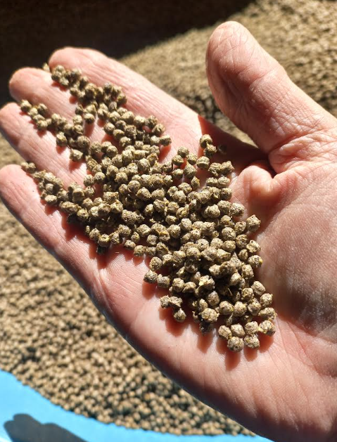 Test aquaculture feed pellets produced during extrusion development